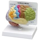 1019543 Gpi Anatomicals Human Brain Anatomical Model Half 696748377124