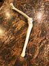 1145 Sawbones Anatomical Femur Knee And Tibia Model