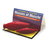26038 Health Edco New Masses Of Muscle Model Set Lb And