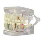 2861 Gpi New Anatomical Clear Human Jaw Sided Healthy 712321530615