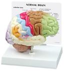 2950 Gpi New Anatomical Sensory Motor Half Brain Model 700358304927