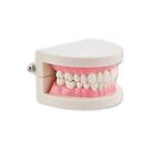 5 Dental Power New Piece Dentist Flesh Pink Gums 713463129040