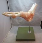 52276 Somso Ns Functional Model Of The Foot Anatomical
