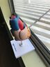 5401 Mondo Medical Anatomical Heart Model Part Human Anatomy