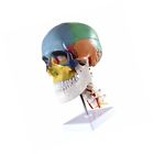 600686432869 Dental Power Product Didactic Human Skull Model With