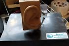 670147 Earscan Hearing Testing Products Micro Audiometrics Model Ear