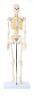A-105168 Axis Scientific Mini Human Skeleton Model With Metal 689988401360