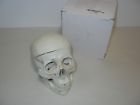 3part A21 Scientific Plastic Part Numbered Human Classic Skull Model
