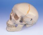 A21 Scientific New Classic Human Skull Numbering 700358304330