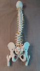 A58-6 Scientific Deluxe Flexible Spine Model Femur Heads New Long