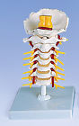 A72 Scientific New Anatomical Cervical Spinal Column 700358304514
