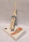 A87-1 Scientific Mini Elbow Joint Model With Anatomical