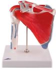 A880 Scientific New Shoulder Joint With Rotator Cuff Part