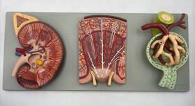 566923a Altay Human Kidney Nephron And Renal Corpuscle Anatomical Model