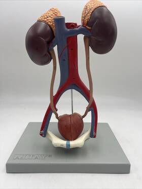 6140.12 Altay Kidneys Bladder Urinary System 5 Parts Anatomical Model Kidney