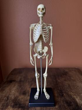 Skmfv3-1-6scale Anatomy Tools Male 1 6 Scale Skeleton Study Model Figure Pre-owned