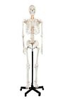 Ap2032master Unbranded Life Size Human Anatomical Anatomy Skeleton Medical 0700256569244