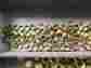 B-603-1 Swagelok Crawford Brass Ferrule 3-8