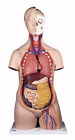12-parts B09 Scientific New Anatomical Classic Unisex Torso 700358304385