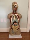 17-part B10107 Walter Products Human Torso Model Sexless