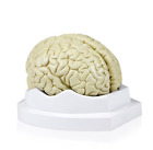B10401-3 Walter Products Human Brain Model Life Size Parts 799861827726