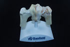 Bag Animal Hips Veterinary Model Anatomical Dysplasia Arthritis