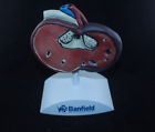 Bag Kidney Veterinary Model Anatomical Renal Failure