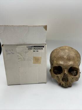 Bc-93 Bone Clones Crossword-magnon Human Skull Reproduction Model
