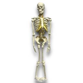 A81-dta2130 Costway Medical Skeleton Model Small Human For Anatomy 32 Inch