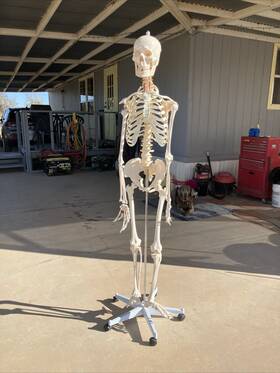 A81a2129 Costway Life-size Skeleton Model Medical School Human Anatomy With Rolling Stand Used