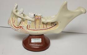 0106-00 Denoyer Geppert Anatomical Model - Lower Jaw Preadolescent