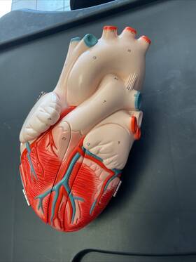 0140-00 Denoyer-geppert Vintage A40/0140-00 Anatomy Model Painted Signed Heart Diaphragm