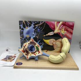 0167-00 Denoyer Geppert Motor Neuron Diorama Anatomical Nerve Model