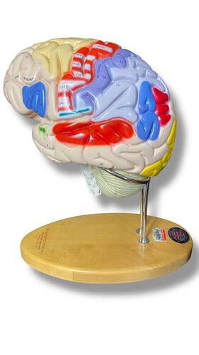 0172-00 Denoyer Geppert Anatomical Model Anatomy Giant Functional Center Brain With Key