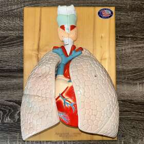 01792-00 Denoyer-geppert 0192-00 Anatomical Model Anatomy Cardiopulmonary