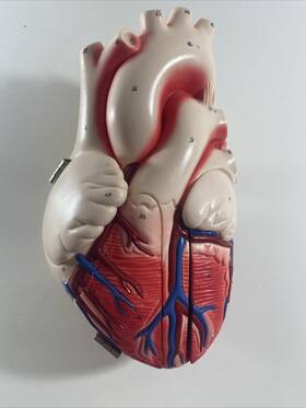 0821-40 Denoyer Geppert Heart Of America Student Edition Without Stand