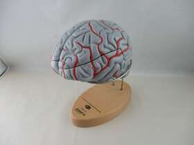 0826-66 Denoyer-geppert Hands-on Budget Brain With Arteries Anatomical Model U91 Stand