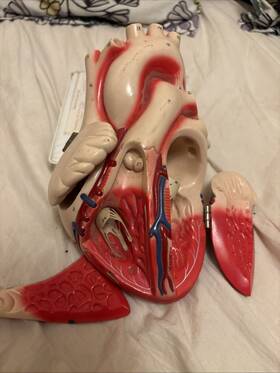 60640 Denoyer-geppert Vintage Heart Model Anatomical Anatomy