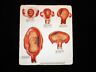 Educational Research Trust Human Female Pregnancy Baby Growth Stages Uterus