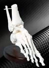 Ft2008 American Anatomical Corporation Anatomy Foot Model Fully Articulated 758500000050