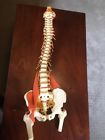 Hbarflexspine John Mitchell Human Spine Anatomical Model High Quality Life