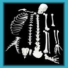 Hdsk505 American Anatomical Corporation Anatomy Model Skeleton Half Disarticulated 758500000302