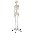 Human-skeleton6474 Human Skeleton Life Size Anatomy Medical Model Wheel 603305839865