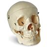 00717304081320 J-710104 Jack Richeson Plastic Human Skull Large