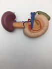 K22-2 Scientific Rear Organs Of The Upper Abdomen
