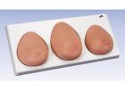 L55 Scientific New Anatomical Female Breast Exam Model 700358304590