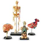 Ler3338 Learning Resources Anatomy Models Bundle Set 076502303338
