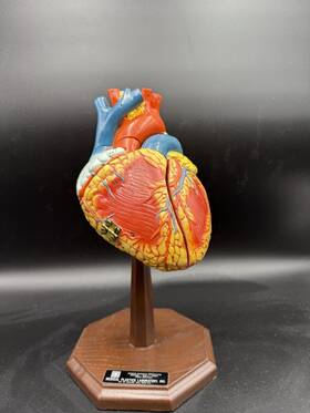 He-2000 Medical Plastics Laboratory Danny Smith Heart Anatomical Model