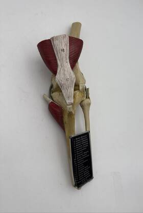 Jk-2500 Medical Plastics Laboratory Deluxe Knee Joint Anatomical Model Muscles