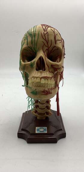 So-1500 Medical Plastics Laboratory Vintage Deluxe Skull Anatomical Model